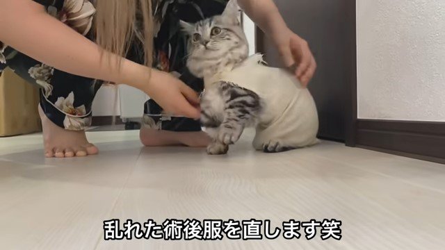 猫の術後服を直す女性