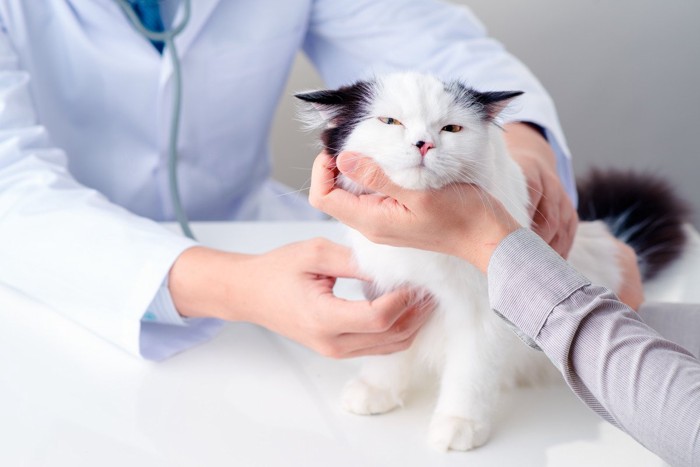 診察される猫