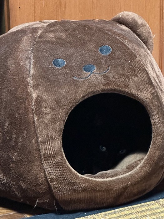 猫ベッドの中の黒猫