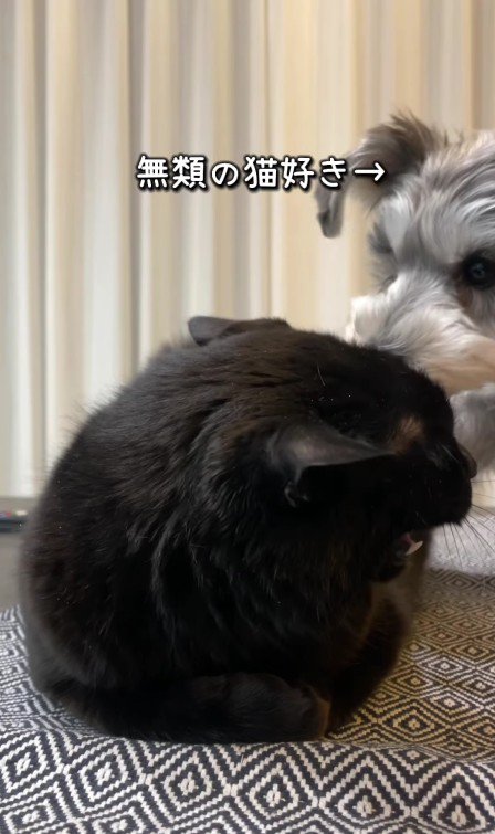 猫に近づく犬