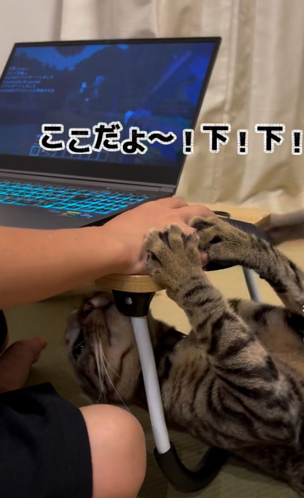 テーブルの下にいる猫