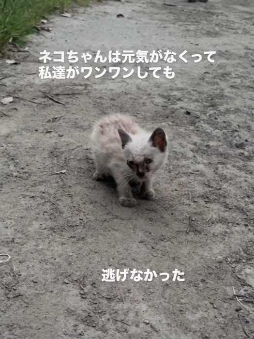 弱っている子猫