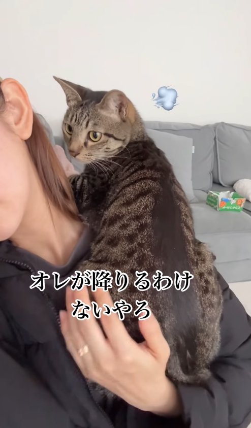 上着を着た飼い主の肩に乗っている猫