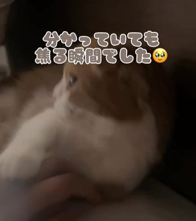 向かって左を向く猫
