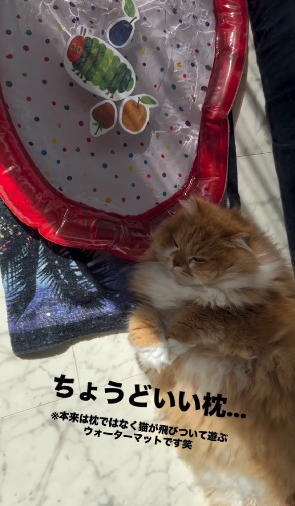 マットを枕に眠る猫
