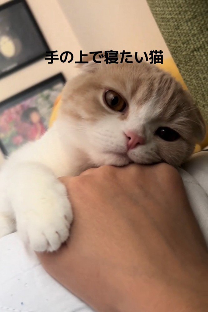 カメラの方を見る猫