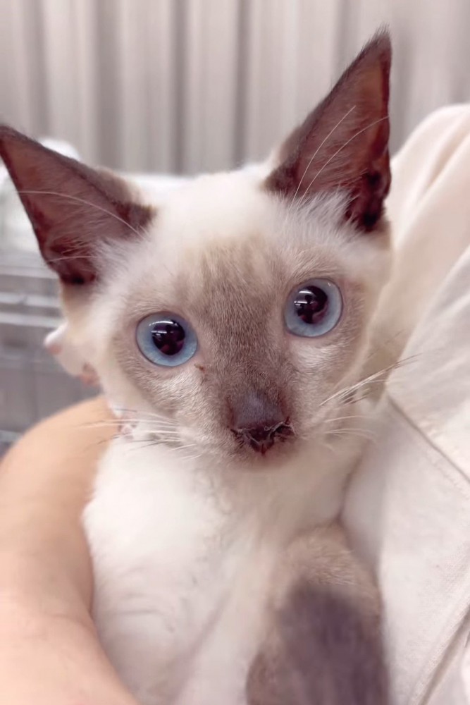 カメラを見る子猫