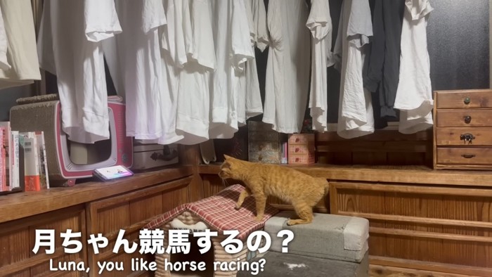 身を乗り出して見ている月ちゃん