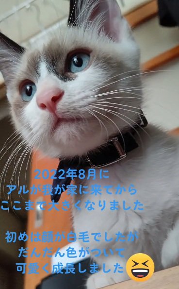 顔に模様が出て来た猫