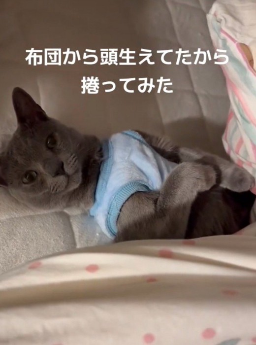 布団の上に仰向けになって、飼い主を見つめる猫