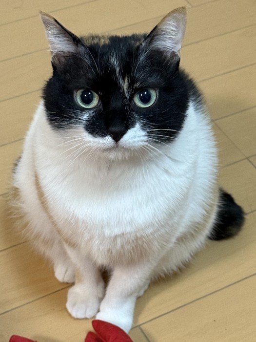 通常時の雷十太ちゃん