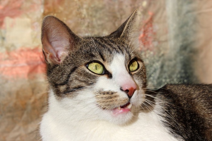 変顔になっている猫