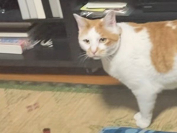 キョロキョロする猫