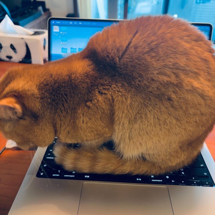 パソコンの上に座る猫