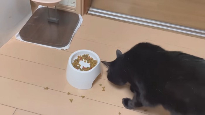 床にこぼしたカリカリを食べる