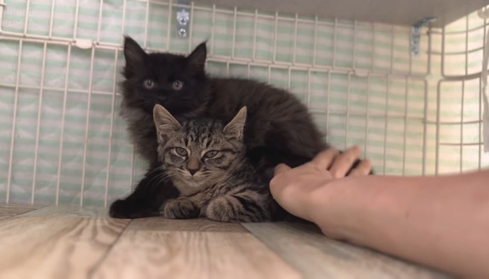 アズマくんの体をなでなで