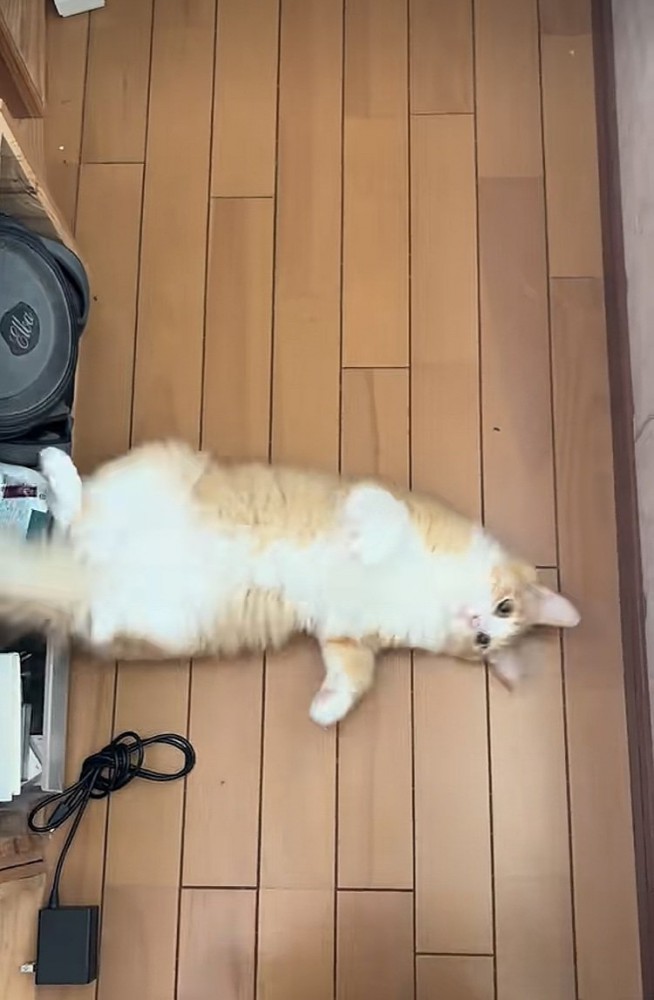 飼い主さんの前に寝転がる茶白猫