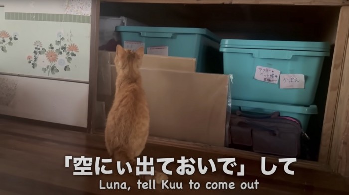 押入れの奥を見上げる猫