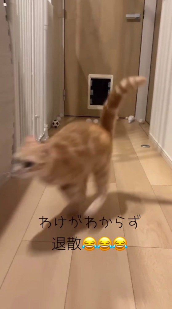 走ってピンから離れていく猫