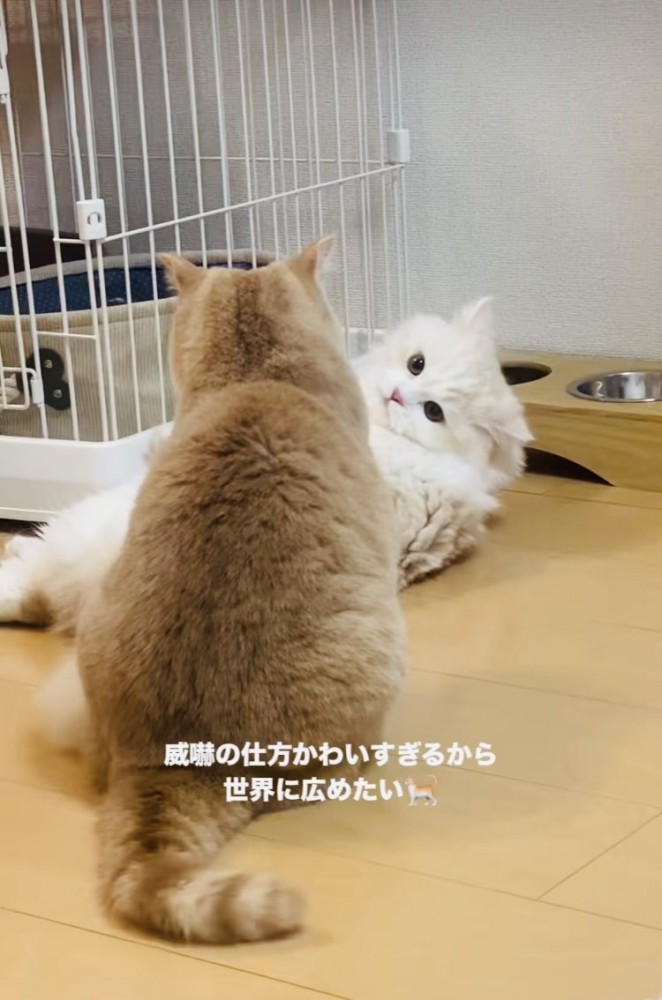 マンチカンを睨むミヌエット