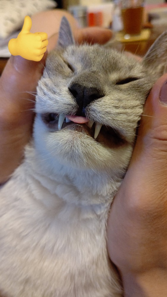 歯と舌が見えている猫