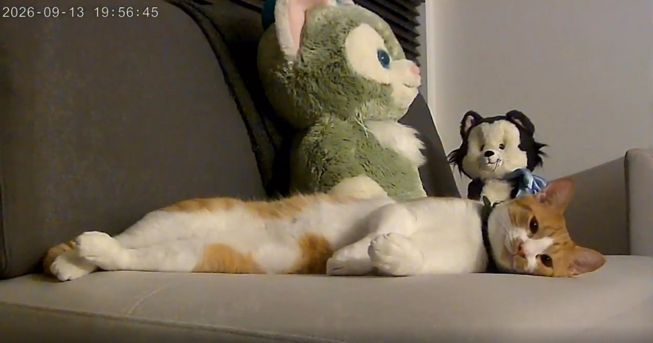寝そべっている猫