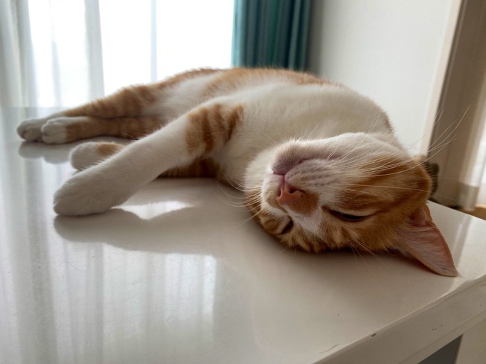 テーブルの上でだれる猫