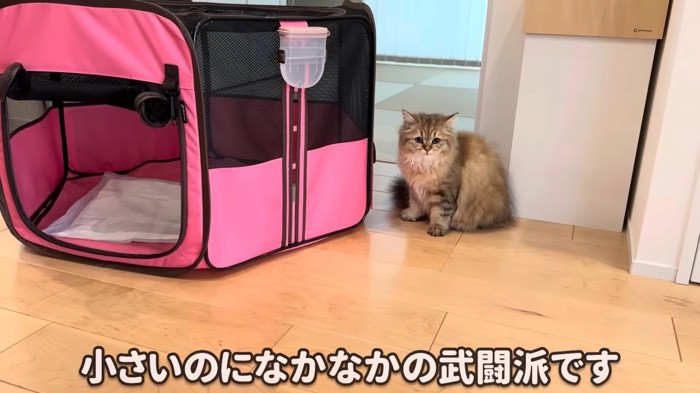 わたあめくんを驚かせるリソラちゃん