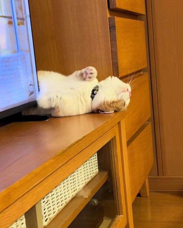 仰向けで天井を見る子猫