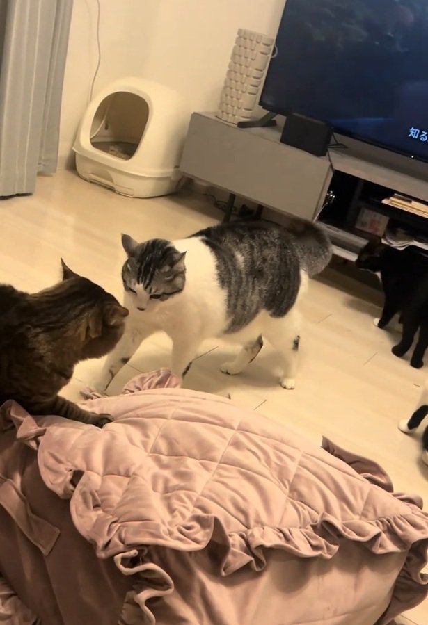 我関せずな黒猫とケンカする2匹の猫