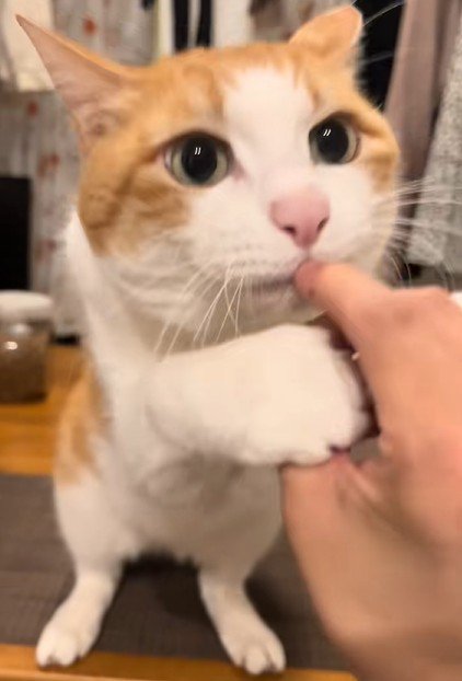 飼い主の手をホールドする猫