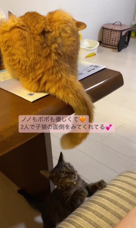 猫のしっぽで遊ぶ猫