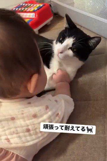 赤ちゃんの顔を見る猫