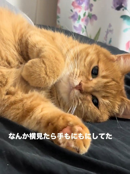 横になる猫