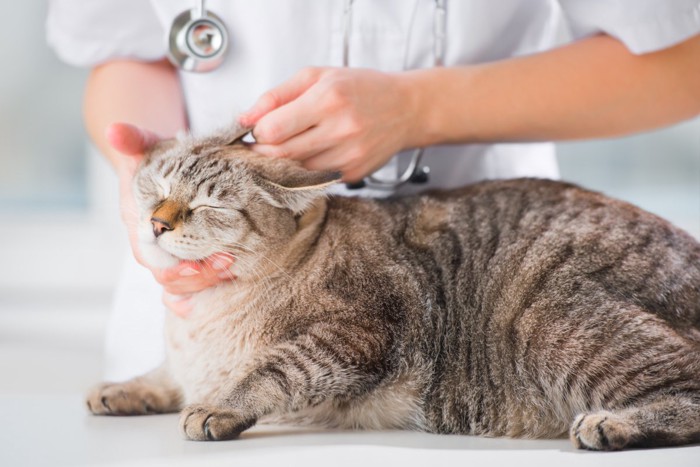 動物病院で治療を受ける猫