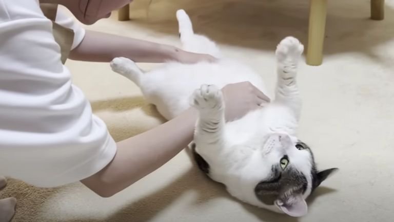 ヘソ天している猫