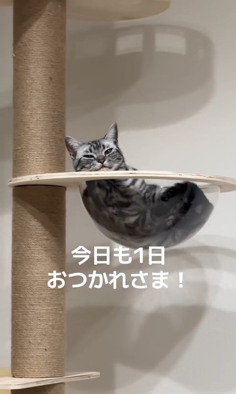 透明ボウルの中に入っている猫