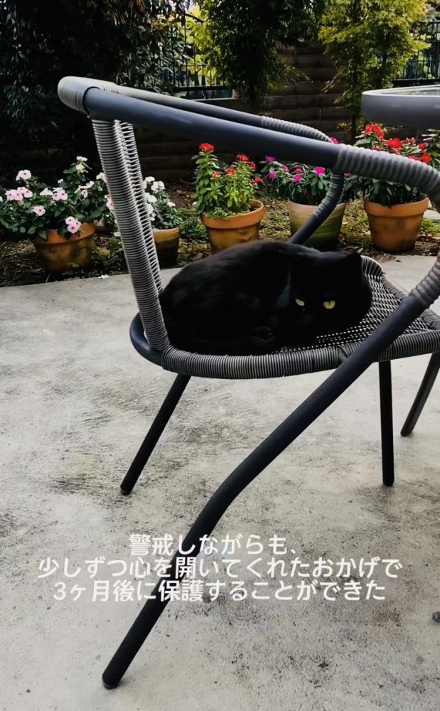 庭の椅子の上に座る黒猫