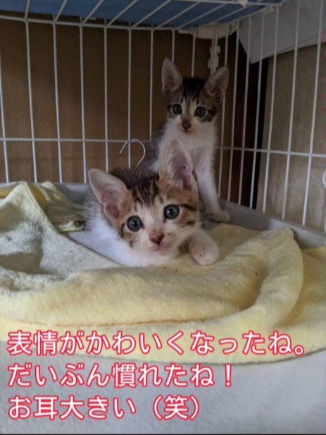 横になっている子猫と座っている子猫