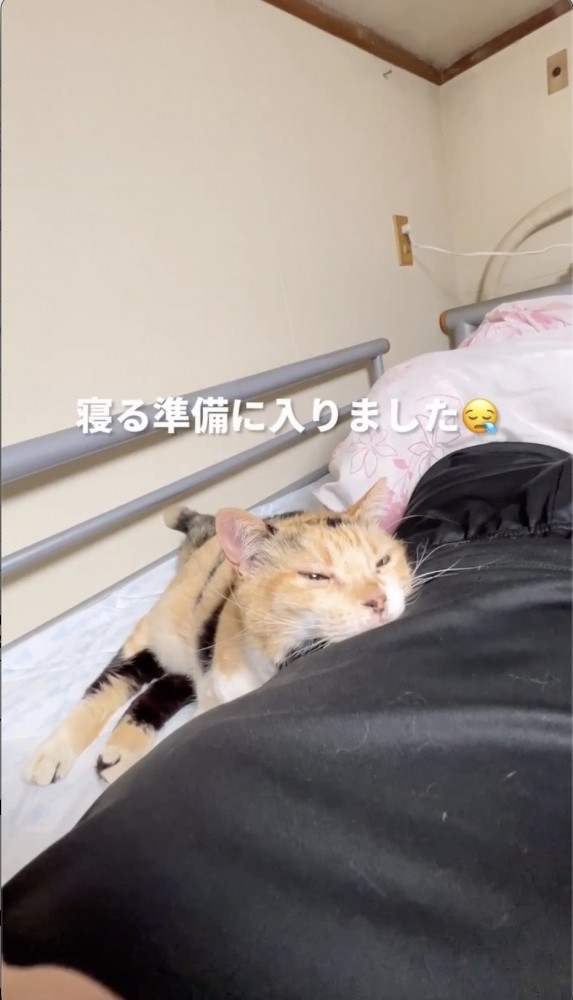 飼い主に顔を乗せる猫