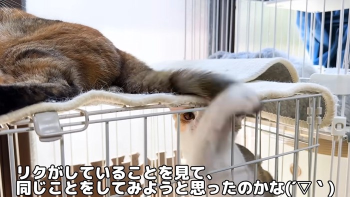 ケージの中の子猫とケージの上に乗っている猫