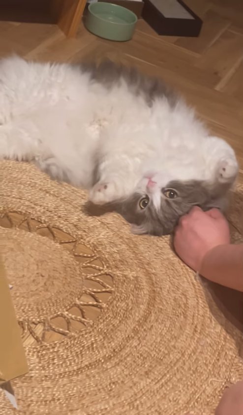 床でへそ天している長毛猫