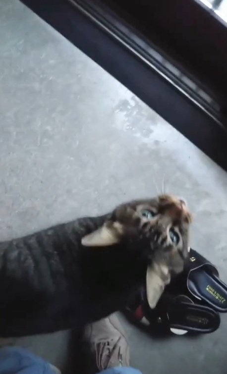 飼い主さんを見るノラくん