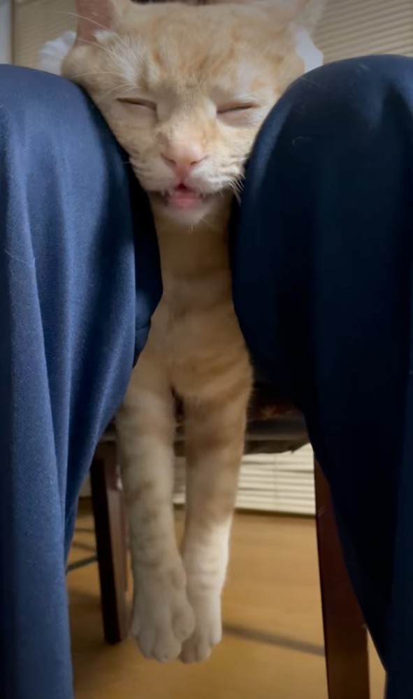宙に浮く猫2