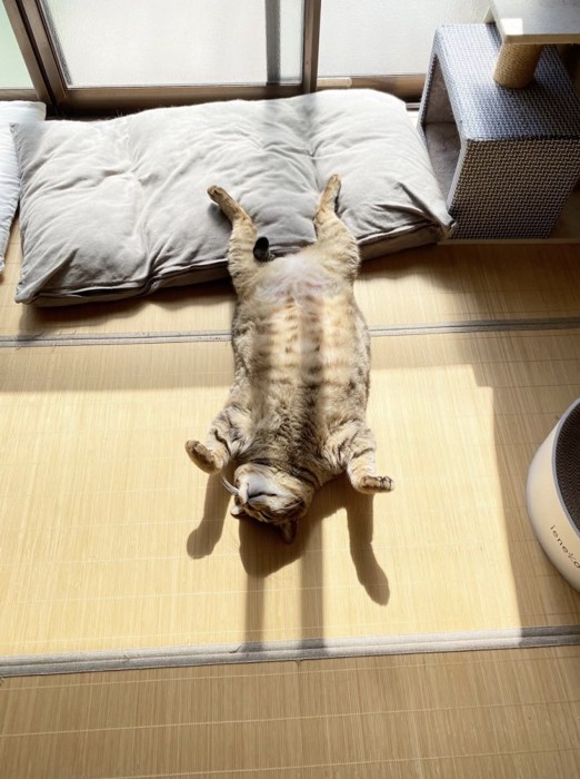 窓際で仰向けになって眠るキジトラ猫
