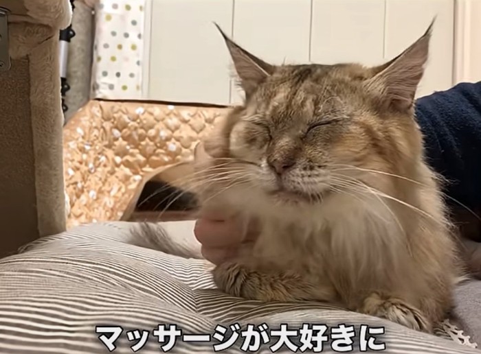 マッサージされる猫