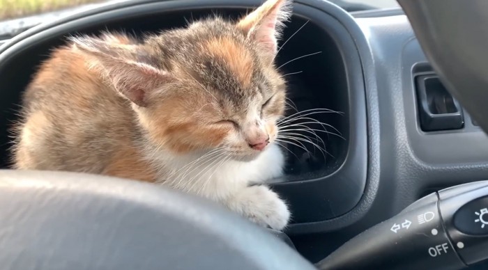 車内で眠そうな子猫