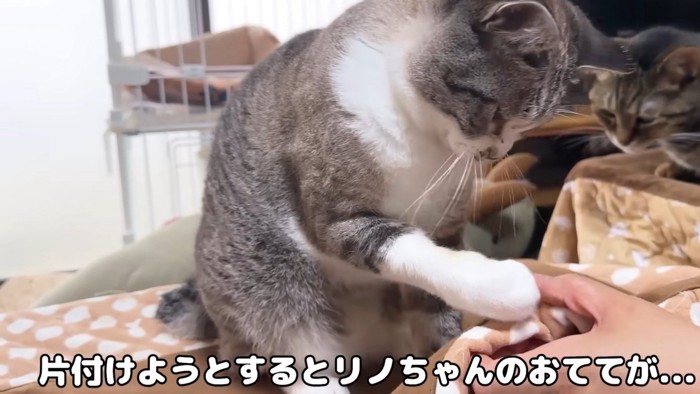 「片付けようとするとリノちゃんのおててが」