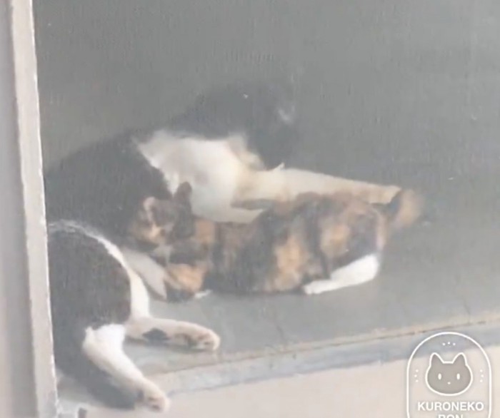 前足を舐める猫