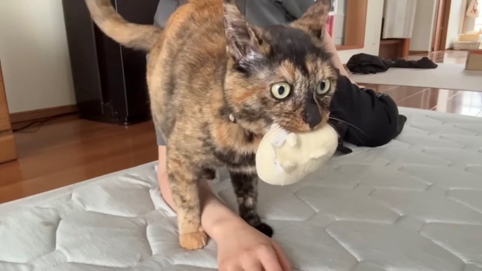 マウンティングしている猫を正面から見た様子